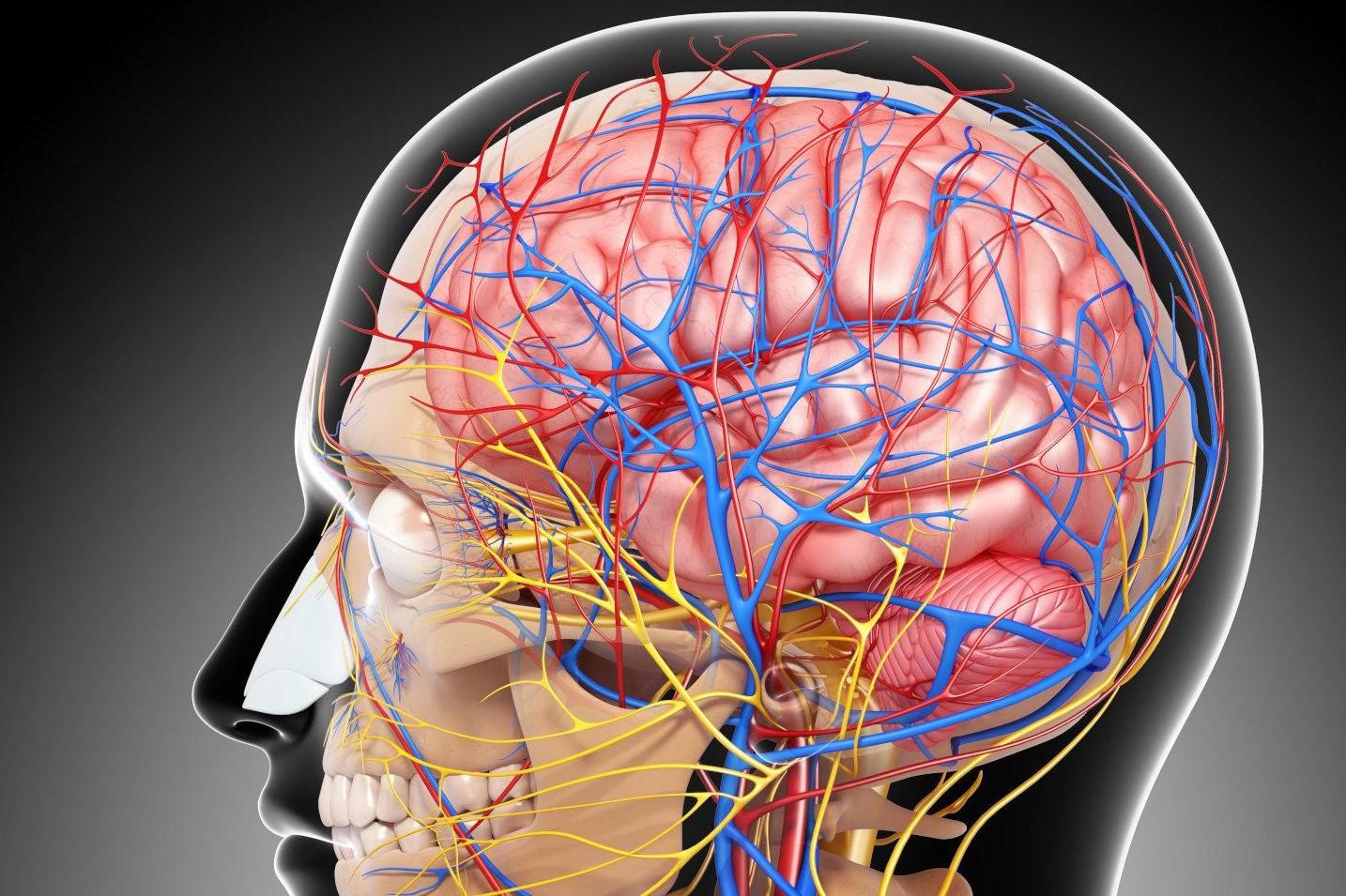 Большая сосуда человека. Кровеносная система мозга. Кровеносная система головного мозга человека. Кровеносные сосуды головы.