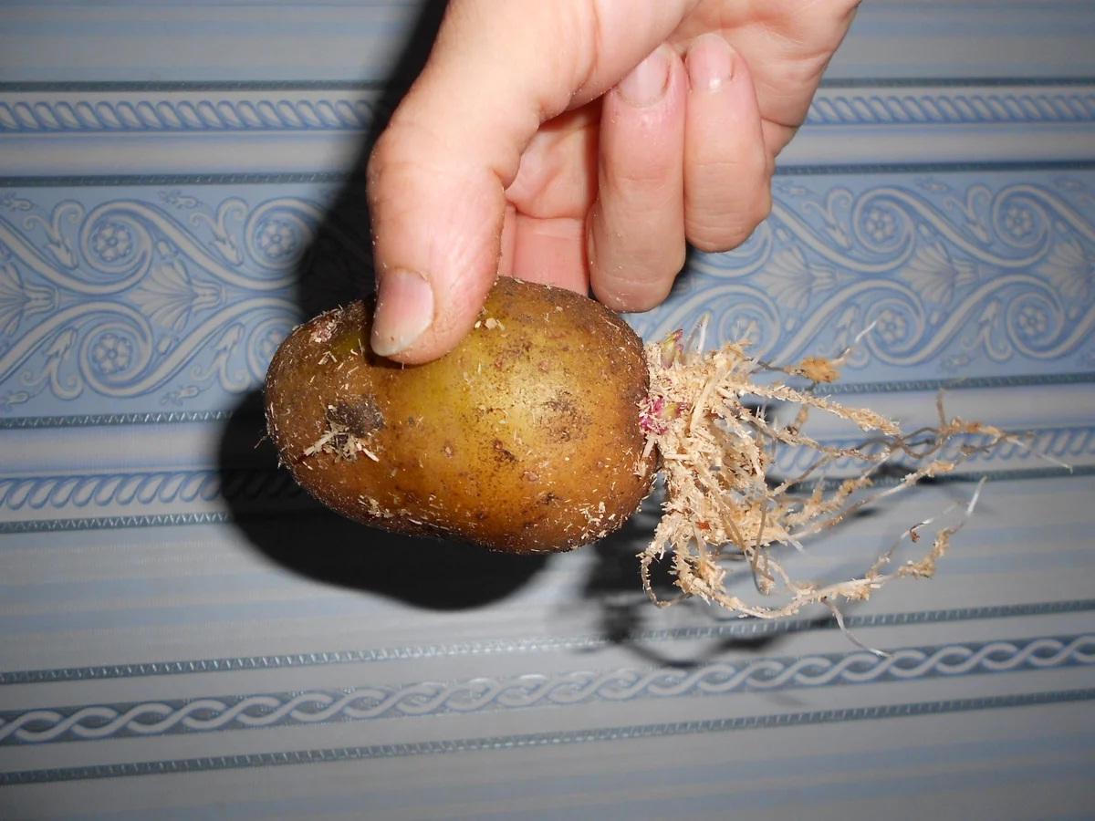 Можно ли есть картошку если она проросла. Проросшая картошка. Картошка с проростками. Картошка проросла на кухне. Проросшие ростки картофеля что это.