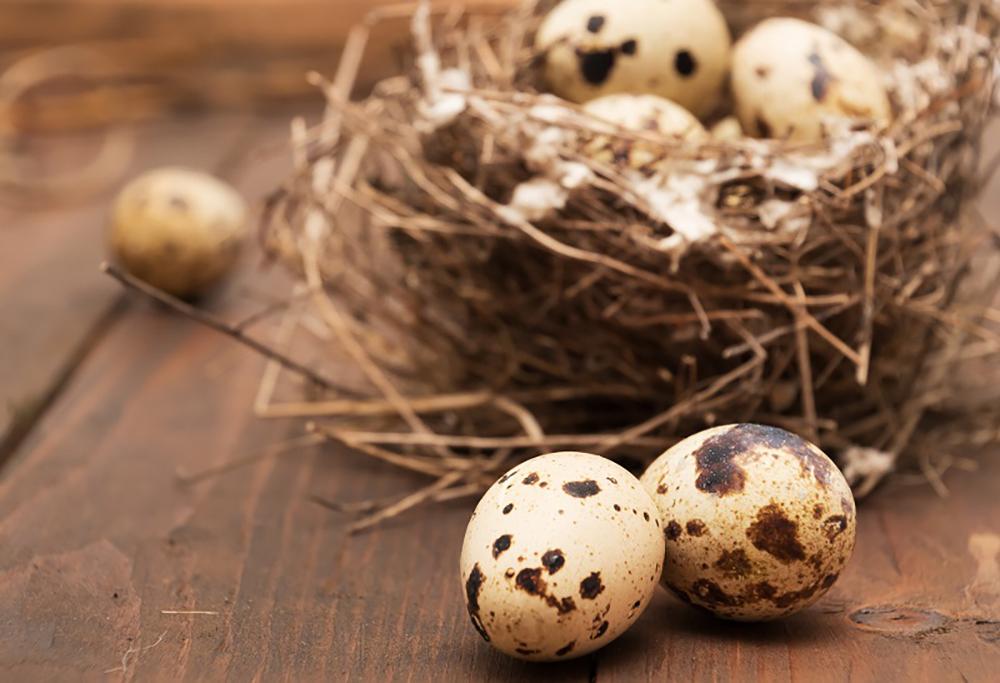 К чему снятся яйца куриные в гнезде. Яйцо перепелиное. Яйца перепелов. Перепелиные яйца в гнезде. Скорлупа перепелиных яиц.