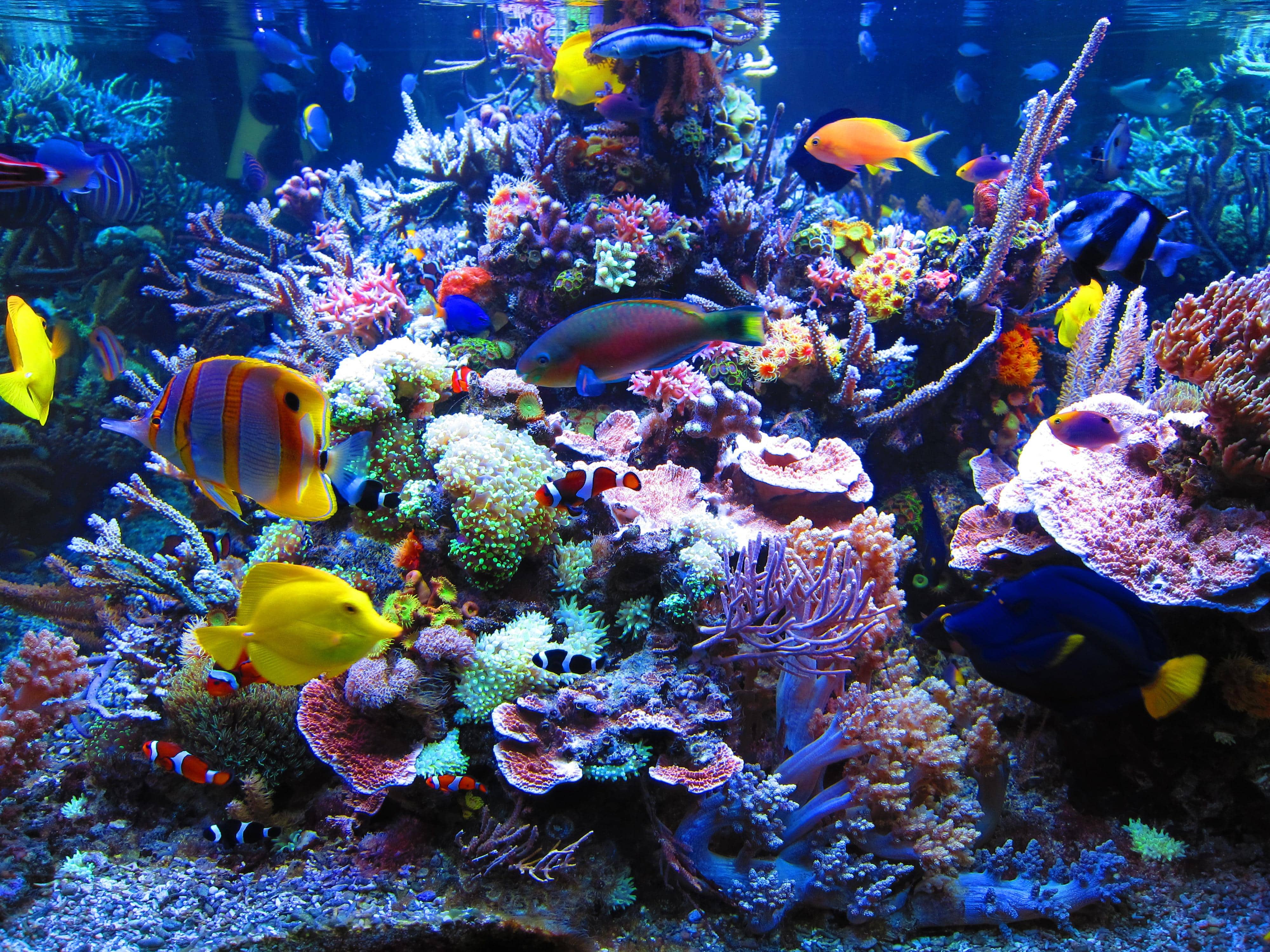 Marine aquarium. Морской рифовый аквариум. Коралловый риф для аквариума. Аквариум риф 250. Рифы в Хургаде.