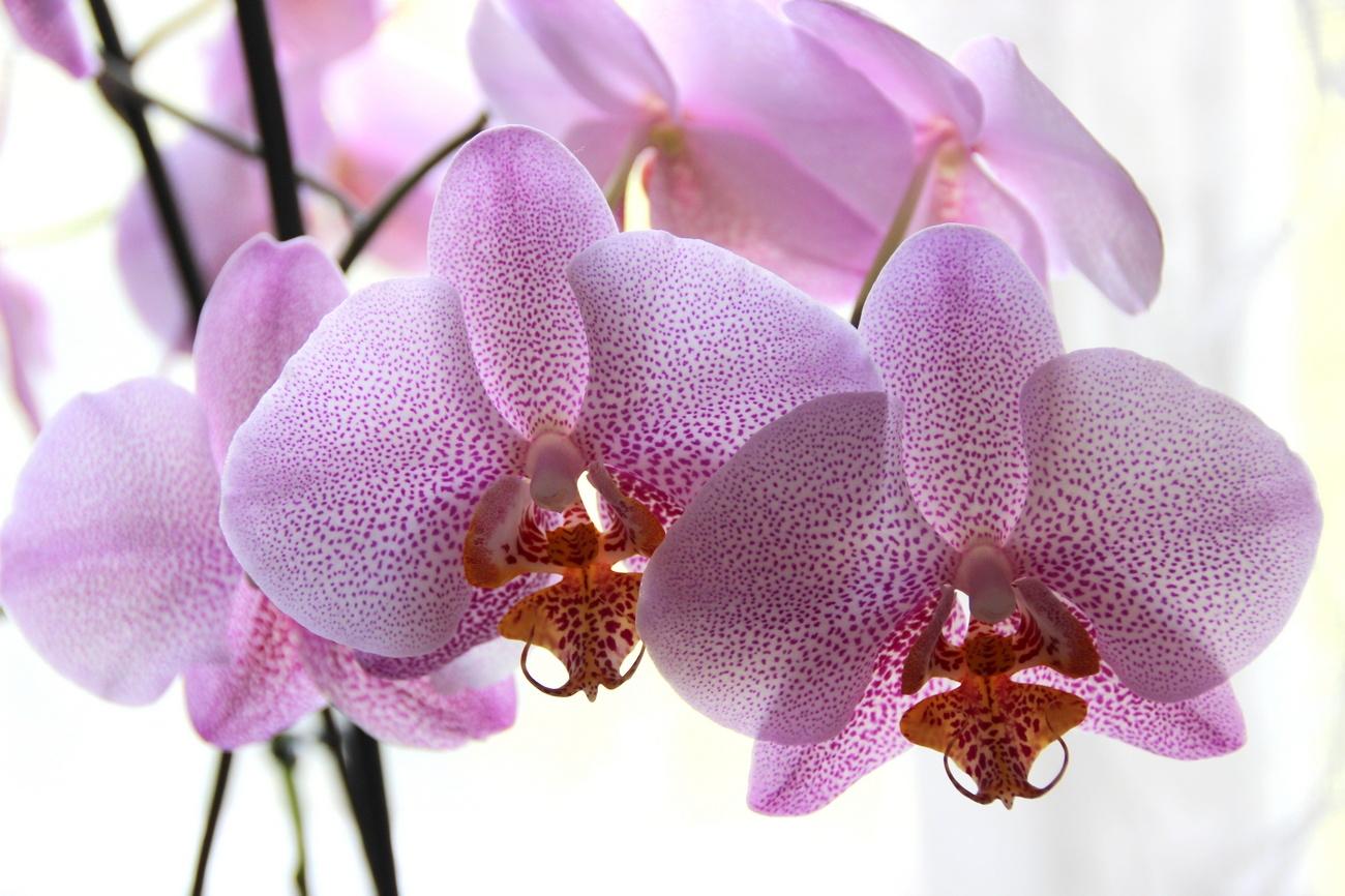 Фото Орхидеи
